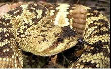another male