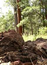 The High Country