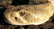 mojave