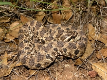 hoggie