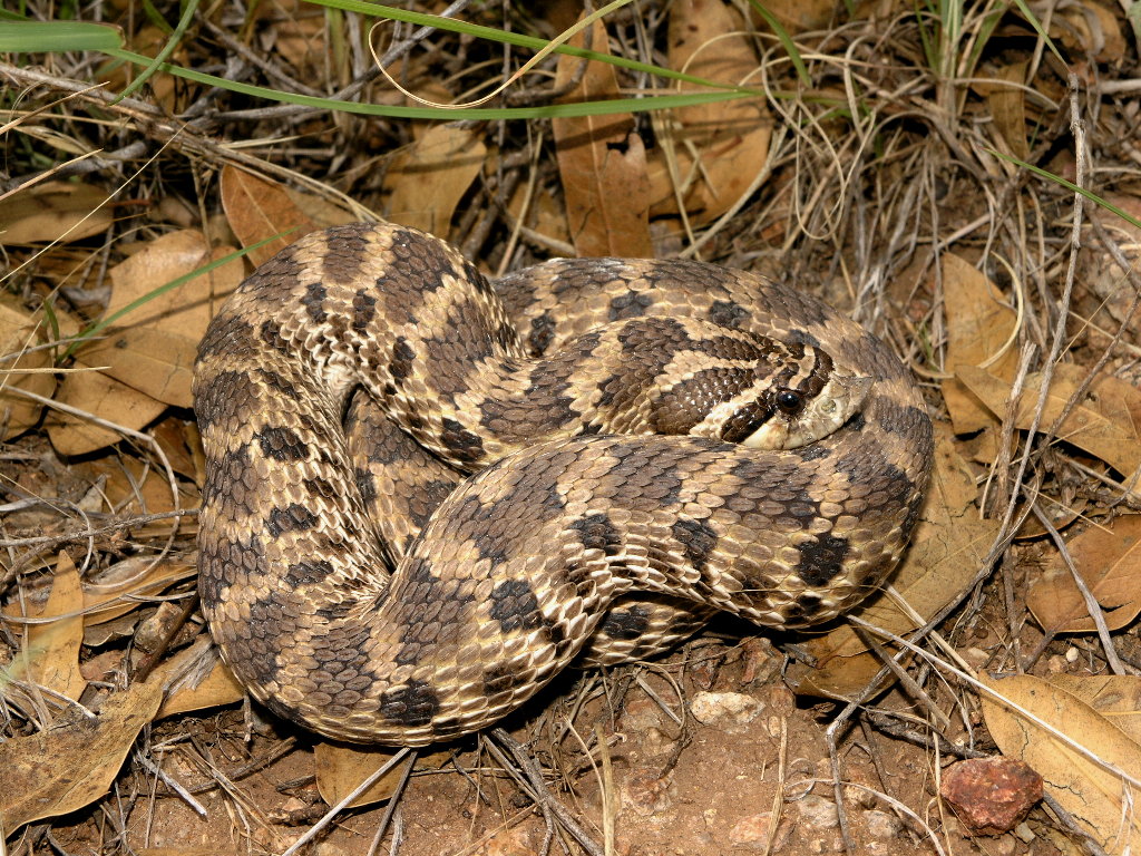 hoggie