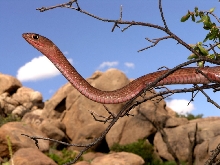 Texas mamba (coachwhip)