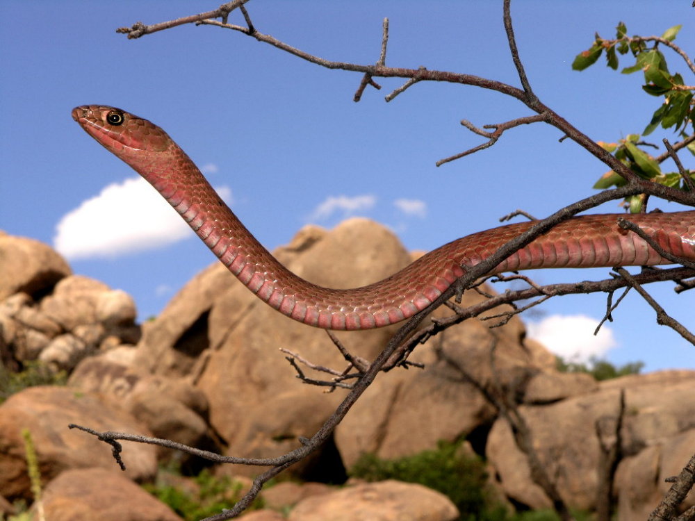 Texas mamba (coachwhip)