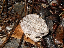 B.mexicanus