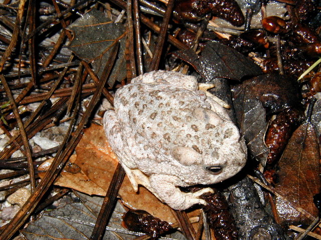B.mexicanus