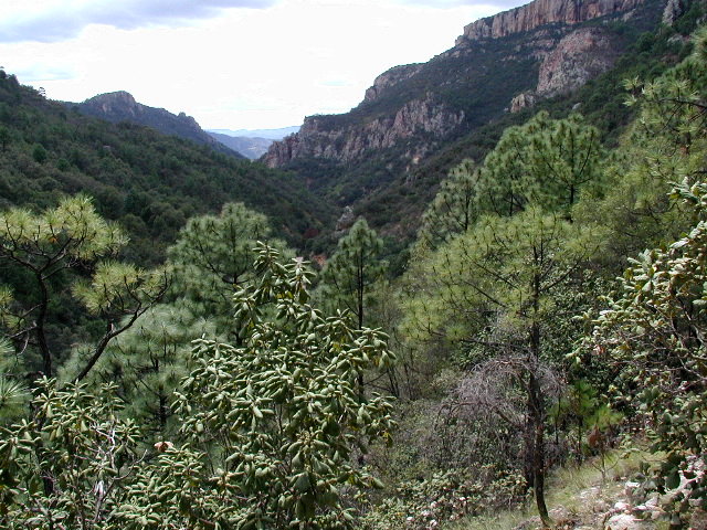 Sierra Tarahumara