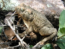 B.occidentalis