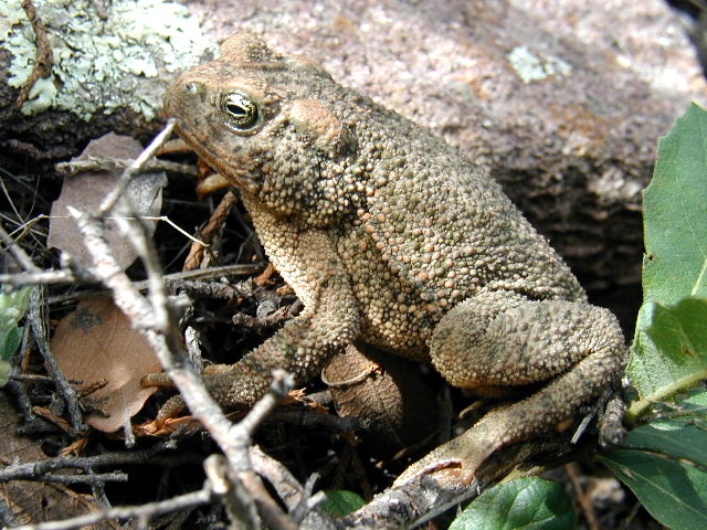 B.occidentalis