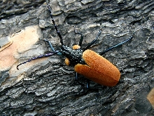 beetle