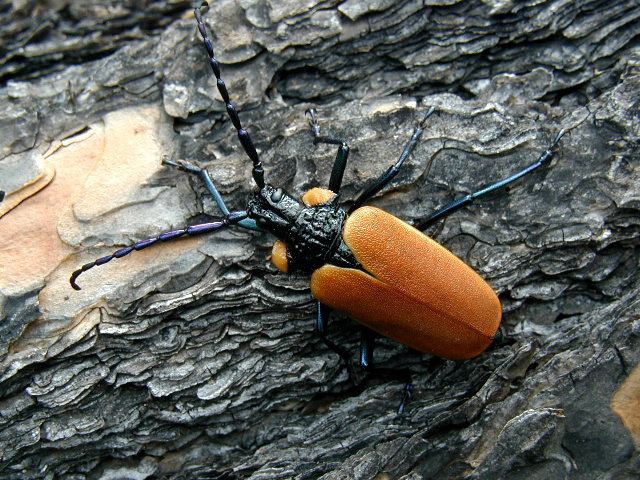 beetle