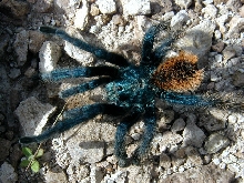 Aphonopelma moorei