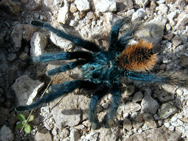 Aphonopelma moorei