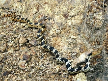 Pituophis deppei