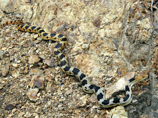 Pituophis deppei