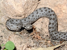 C.pricei
