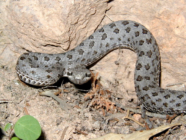 C.pricei