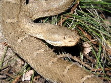 C.willardi silus