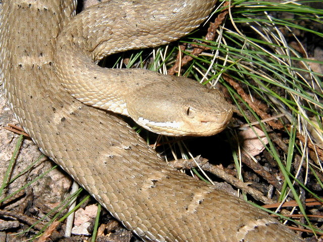 C.willardi silus