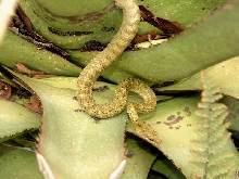 triaspis female
