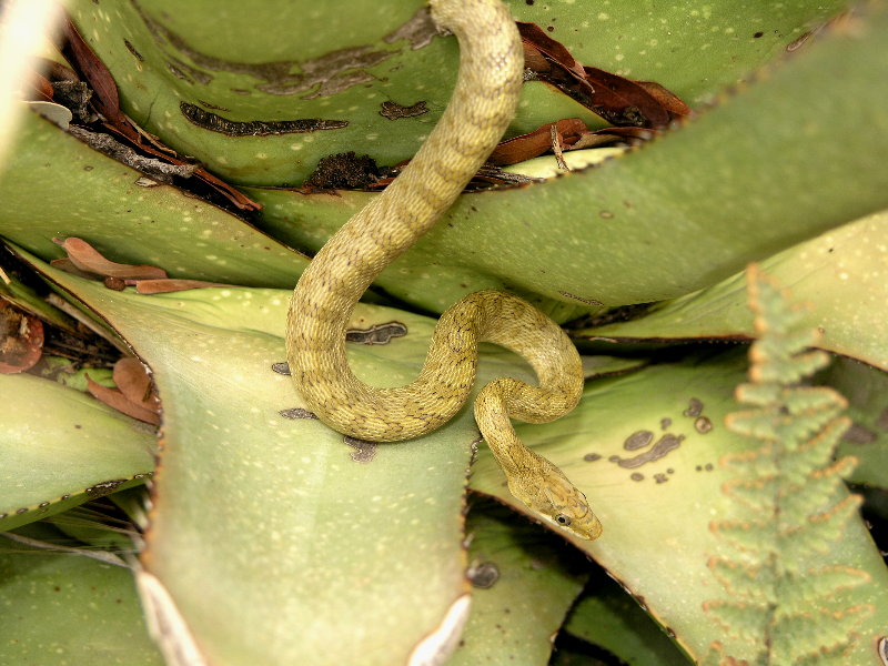 triaspis female