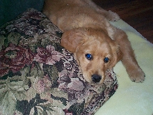 Jake