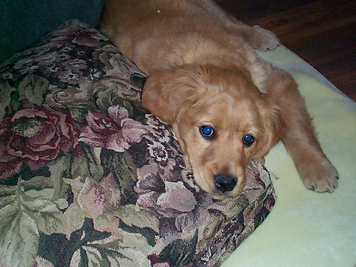 Jake
