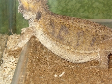 gravid