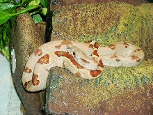 DH Sunglow Boa