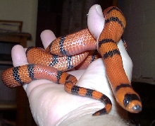 zorro- a tangerine dream honduran milk