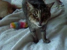 another photo of mokie
