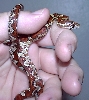baby zigzag corn