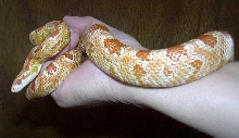 amel corn