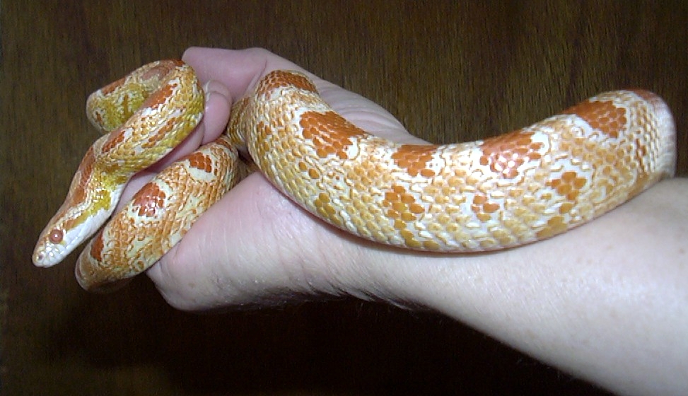 amel corn