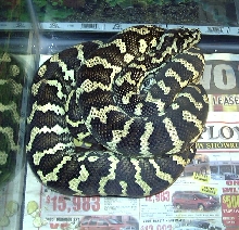 recent photo of my JCP