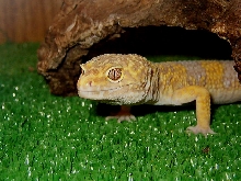 Male Albino Leo