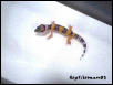 Baby Leopard Gecko