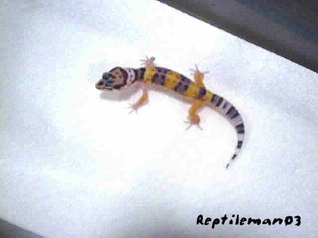 Baby Leopard Gecko