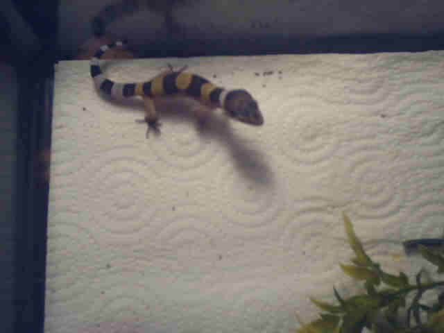 HIGH YELLOW???