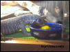 monitor and egg