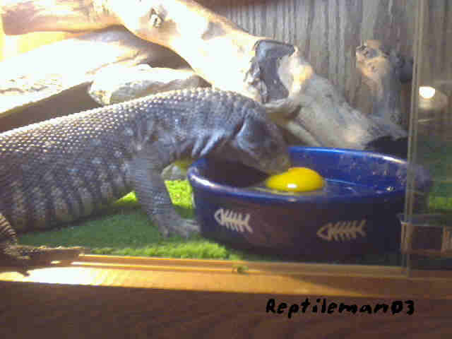 monitor and egg