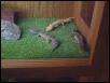 Albino leopard gecko