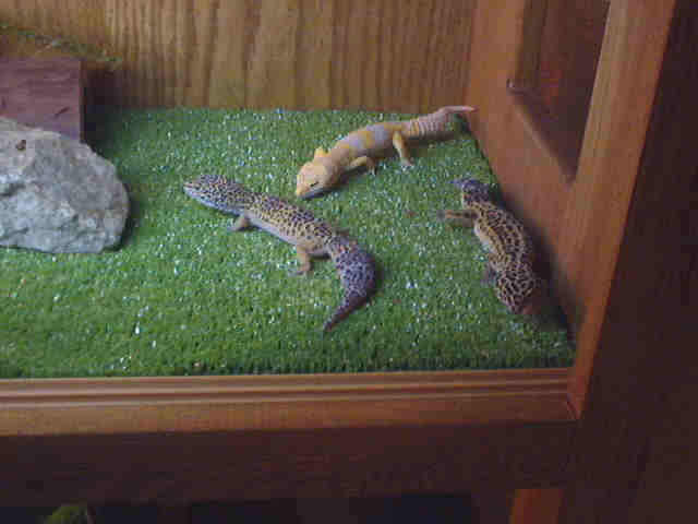 Albino leopard gecko