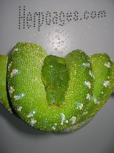 Aru F1 Female  (Deceased)