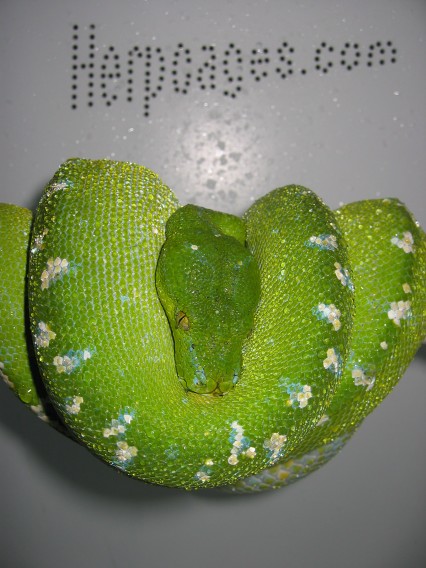 Aru F1 Female  (Deceased)