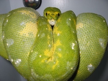 Female Spectacular Biak