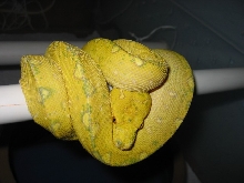 HY Yearling Biak