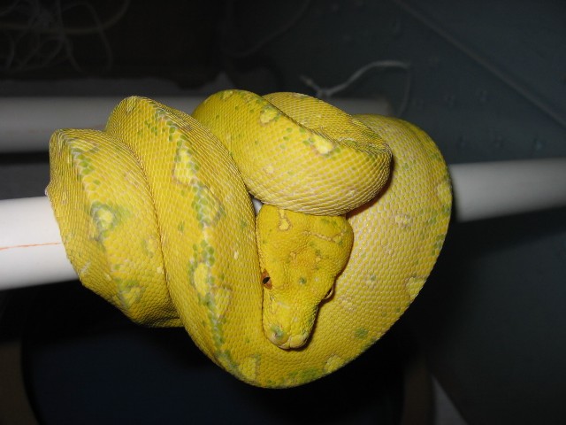 HY Yearling Biak