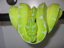 Jayapura  Female