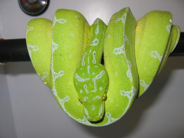Jayapura  Female
