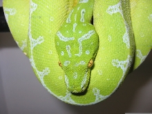 Jayapura Closeup